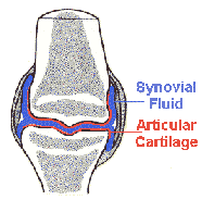 Healthy Joint